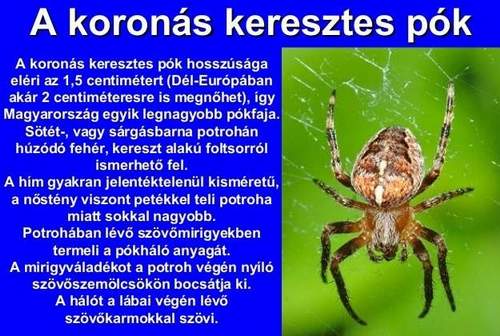 keresztes p�k irt�s